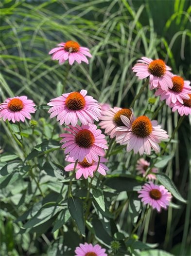 Town enewsletter image